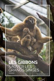 Les Gibbons Et Les Siamangs Sont Des Especes D Asie Du Sud Est Qui Souffre Enormement De La Deforestation Alors Que Grands Singes Animaux Safari Deforestation