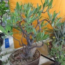 Image result for Othonna carnosa