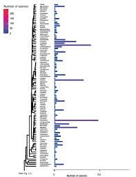 Image result for Microcharis asparagoides