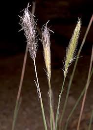 Image result for Chloris mossambicensis