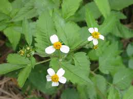 Jun 12, 2021 · los amantes de la playa no encontrarán garrapatas arrastrándose por la arena, pero los expertos dicen que podrían estar al acecho en la maleza o la hierba alta cercana. Cadillo Invesa La Compania Amiga