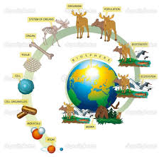 Levels Of Biological Organization From Smallest To Largest Levels Of Organization In The Living World Biology Lessons Biology Science Fair Projects Levels Of Organization Biology