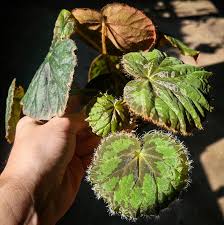 Image result for Begonia elaeagnifolia