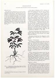 Image result for Asparagus flavicaulis