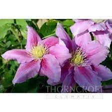 We did not find results for: Clematis Vicki Evipo0114