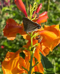 Image result for Holubia saccata