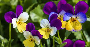 Get the latest in pictures purple flowers. 39 Of The Best Violet Varieties Gardener S Path