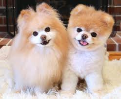 Boo Kopek Fiyatlari Sahibinden Pomeranian Boo Fiyat Satilik Boo Yavrusu