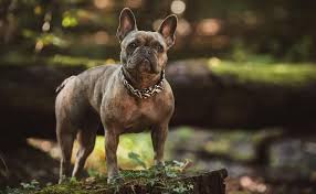 Ob am gartenzaun, hinter der wohnungstür oder beim anblick von artgenossen: Hunde Bellen Abgewohnen Ratgeber Und Tipps