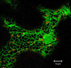 Which of these is present in plant, but not animal, cells? The Plant Golgi Apparatus Going With The Flow Sciencedirect