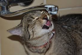 Most cats can go their entire lives without a bath. Survival Of The Fittest How To Safely Bathe Your Cat