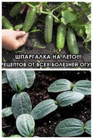 сад огород своими руками огурцы от а до я Recept Ot Vseh Boleznej Ogurcov V 2020 G Ovoshnoj Ogorod Ukorenenie Roz Malenkie Ogorody
