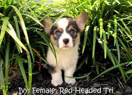 Backyard breeders are basically amateur, unethical puppy breeders who usually don't have much experience or any of the proper equipment to breed dogs in a healthy and fairway, leading to. Akc Pembroke Welsh Corgi Puppies For Sale In Katy Texas Classified Americanlisted Com