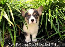 Pembroke welsh corgi puppy for sale in spring, tx, usa. Akc Pembroke Welsh Corgi Puppies For Sale In Katy Texas Classified Americanlisted Com