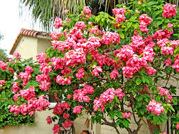 We did not find results for: Miami S Flowering Trees Of June Living In The Blue Ridge Mountains Of North Carolina A Blog