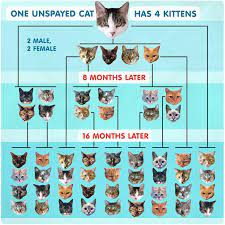 It S Raining Cats And Dogs Feral Cats Raining Cats And Dogs Animal Companions