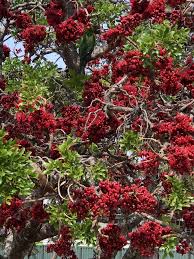 Image result for Schotia brachypetala