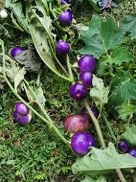 Image result for Solanum macrocarpon