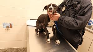 City dogs cleveland is a program of cleveland animal care control (cacc), located at 9203 detroit ave, cleveland, oh 44102. Don T Abandon Your Pet Outside Options Help Are Available