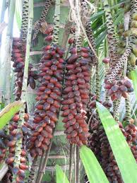 HOWEA FORSTERIANA - THE KENTIA PALM