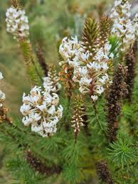 Image result for Hebenstretia angolensis