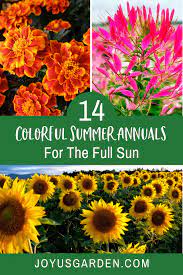 Colorful Summer Annuals For The Full Sun Joy Us Garden Summer Flowers Garden Full Sun Flowers Summer Annuals