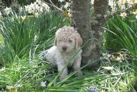 Lagotto romagnolo puppies for sale virginia. Lagotto Romagnolo Puppies For Sale Lagotto Romagnolo Dog Breeders