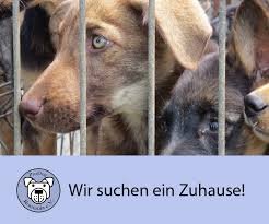 Weitere informationen zu wdr tiere suchen ein zuhause am 15. Hunde Vermittlung Prodog Romania E V