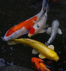 Kolam renang yang bocor membuat biaya pengisian air semakin tinggi. Jangan Panik Berikut Cara Mudah Memperbaiki Kolam Ikan Yang Bocor Arafuru