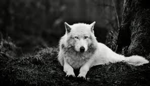 Wolf wallpaper 4k for laptop. Wolf Wallpapers Hd Desktop Background Images