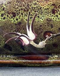 Image result for Ceropegia breviflora