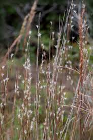 Image result for Schizachyrium jeffreysii