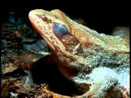 A Frozen Wood Frog Thaws Out In Spring And Starts Hopping Around Again A Yearly Event Of Freeze Thaw Freeze Thaw Etc Amazing Tree Frogs Nature Gif Frog