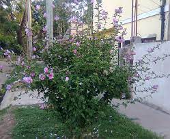 Mugunghwa flowers in white and pink (photo: Korea S National Flower Korea Net The Official Website Of The Republic Of Korea