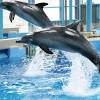 海洋公園已於2021年2月18日重新開放。 按照政府最新宣布之新增防疫指引 ，進入園區前均須利用手 觀賞海陸動物展覽及大型表演，近距離接觸企鵝、海象及熊貓等珍貴動物 立即前往被譽為全球十大主題樂園的香港海洋公園! Https Encrypted Tbn0 Gstatic Com Images Q Tbn And9gcsr6yclxdbmdlp6uamtt4zoh0bdctauafdhmo Tly Usqp Cau