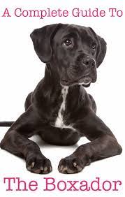 Boxador Dog A Complete Guide To The Boxer Lab Mix Breed