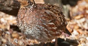 Identification Birds Of North Georgia Northern Bobwhite Backyard Birds Birds Ornithology