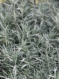 Image result for Helichrysum lastii