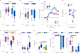 prenatal thc exposure produces a hyperdopaminergic phenotype