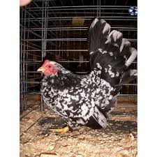 One of my show bantam cochin roosters was near the porch searching for bugs. Cackle Hatchery Mottled Japanese Bantam Chicken Straight Run Male And Female 347 Blain S Farm Fleet