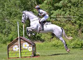 Jumping The Daisies Eventing Cross Country Grey Horse Cross Country Jumps