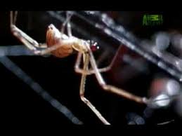 Newbeanmeister22 192.161 views2 year ago. Ultimate Animal Dads Black Widows Youtube
