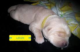 Well you're in luck, because here they come. Lab Puppies For Sale Virginia