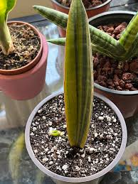 Image result for Sansevieria hallii