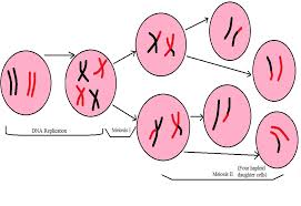 These plants usually have pure genetic lines. What Are The Differences Between Meiosis And Mitosis Meiosis Mitosis Meiosis And Mitosis