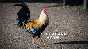 Kemauan yang tidak tetap atau tidak kuat. Senarai Peribahasa Ayam Dalam Masyarakat Melayu The Inspirasi