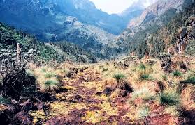 The rwenzori mountains national park is a mountain range with steep slopes, that ranges from 1,670m to 5,109m in altitude. Trekking Rwenzori Mountains National Park The Mystical Mountains Of The Moon Uganda