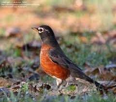 Bird Pictures: American Robin (Turdus migratorius) by wheresthebeach