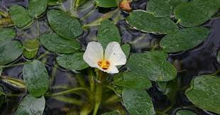 Image result for Ottelia ulvifolia