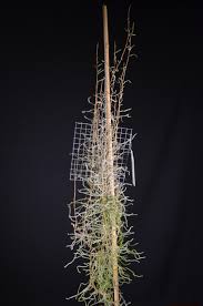 Image result for Microcoelia globulosa